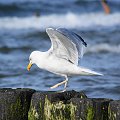 Mewy, sea-gull #mewy #morze #sea #xnifar #rafinski