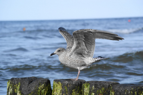 Mewy, sea-gull #mewy #morze #sea #xnifar #rafinski