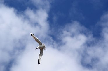 Mewy, sea-gull #mewy #morze #sea #xnifar #rafinski