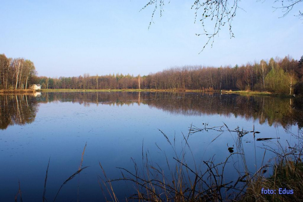 Wiosną nad stawem.