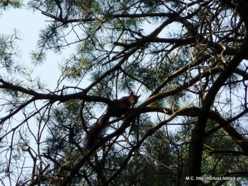 Wiewiórka pospolita, wiewiórka ruda (Sciurus vulgaris)