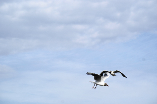 Mewy, sea-gull #mewy #morze #sea #xnifar #rafinski