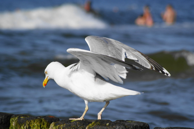 Mewy, sea-gull #mewy #morze #sea #xnifar #rafinski