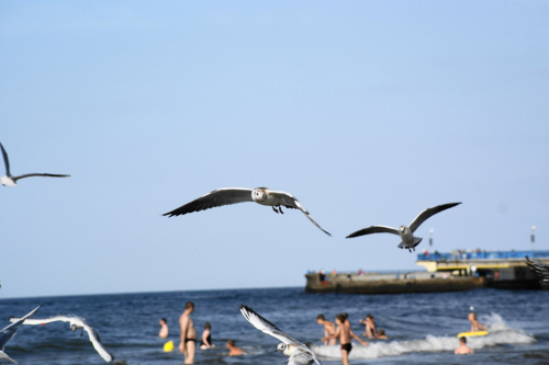 Mewy, sea-gull #mewy #morze #sea #xnifar #rafinski