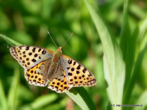 Issoria lathonia - Dostojka latonia