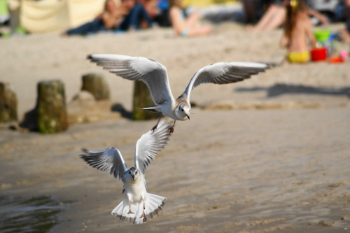 Mewy, sea-gull #mewy #morze #sea #xnifar #rafinski