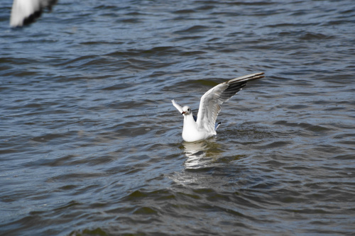 Mewy, sea-gull #mewy #morze #sea #xnifar #rafinski