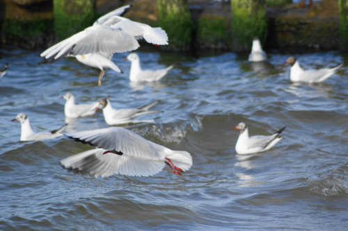 Mewy, sea-gull #mewy #morze #sea #xnifar #rafinski