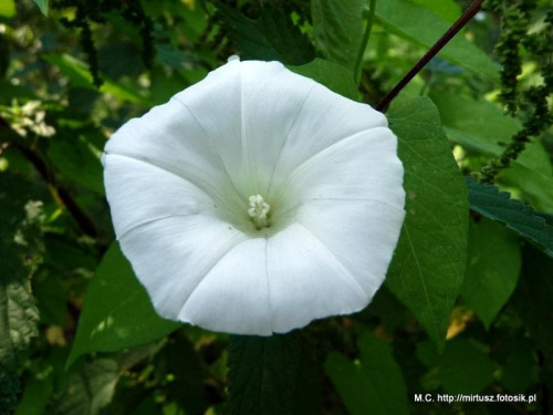 Powój polny (Convolvulus arvensis L.)