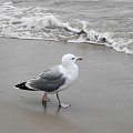 Mewy, sea-gull #mewy #morze #sea #xnifar #rafinski