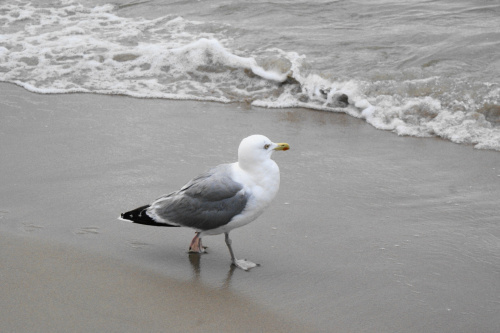 Mewy, sea-gull #mewy #morze #sea #xnifar #rafinski