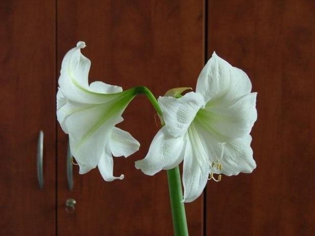 odmiana 'Limona' - 20 maja 2009 #amarylis #Hippeastrum #hydroponika #Limona