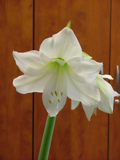 odmiana 'Limona' - 16 maja 2009 #amarylis #Hippeastrum #hydroponika #Limona