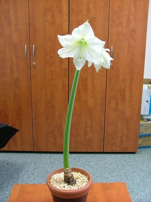 odmiana 'Limona' - 16 maja 2009 #amarylis #Hippeastrum #hydroponika #Limona