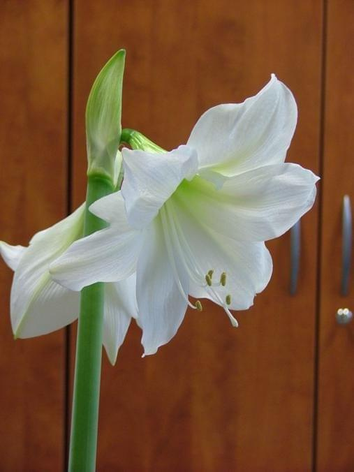 odmiana 'Limona' - 16 maja 2009 #amarylis #Hippeastrum #hydroponika #Limona