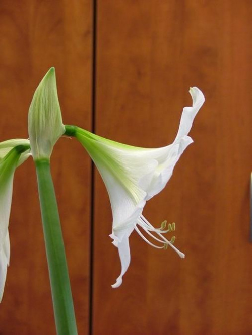 odmiana 'Limona' - 16 maja 2009 #amarylis #Hippeastrum #hydroponika #Limona