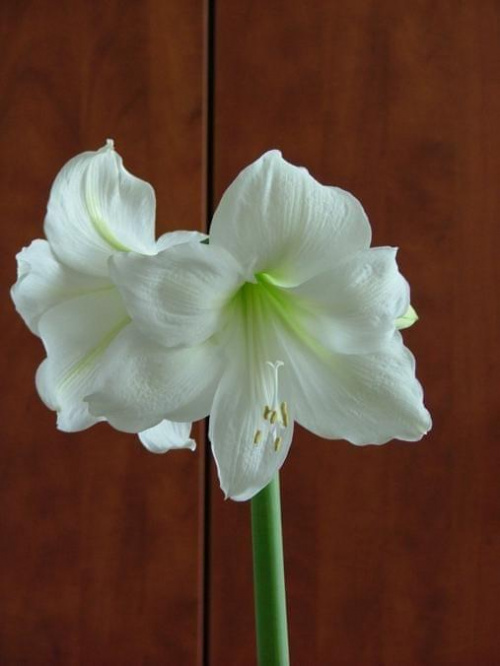 odmiana 'Limona' - 20 maja 2009 #amarylis #Hippeastrum #hydroponika #Limona