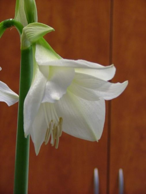 odmiana 'Limona' - 16 maja 2009 #amarylis #Hippeastrum #hydroponika #Limona