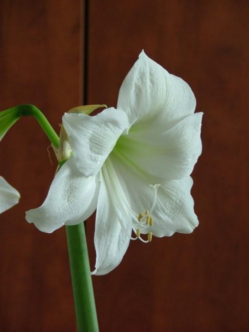 odmiana 'Limona' - 20 maja 2009 #amarylis #Hippeastrum #hydroponika #Limona