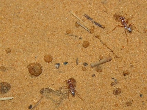 Srebrne mrówki...