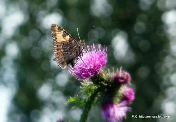 Rusałka pokrzywnik (Aglais urticae)