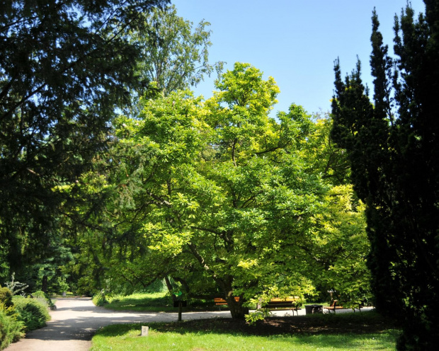 Park przy zamku w Kórniku - Arboretum