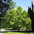 Park przy zamku w Kórniku - Arboretum