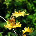 #motyl #owady #pszczoły