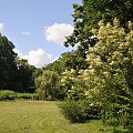 Park przy zamku w Kórniku - Arboretum