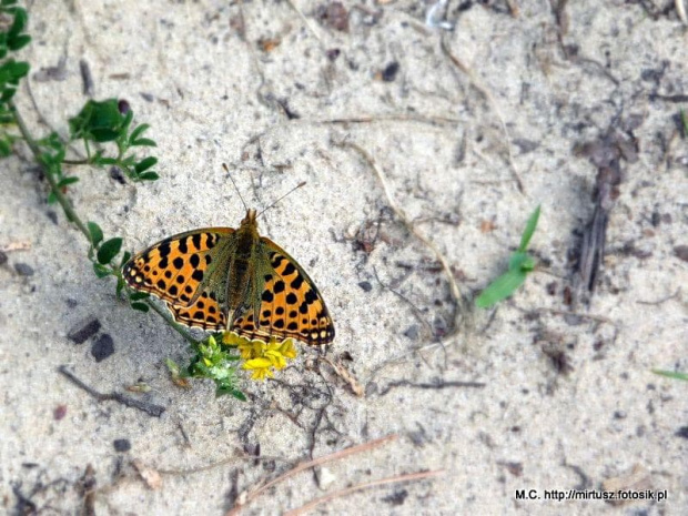 Issoria lathonia - Dostojka latonia