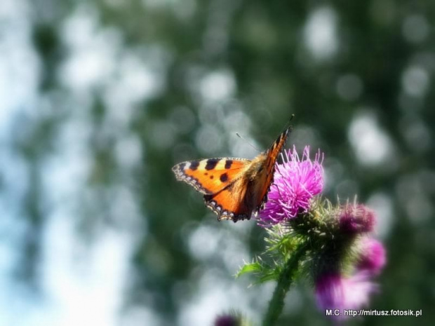 Rusałka pokrzywnik (Aglais urticae)