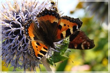 #MOTYLE #OGRÓD #LATO