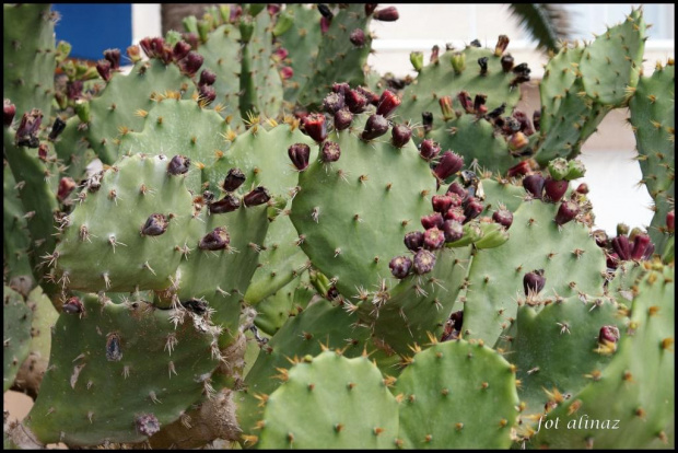 kaktusiki -Mallorca