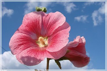 #MALWY #KWIATY #OGRÓD #LATO