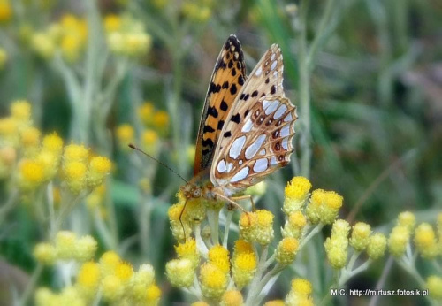 Issoria lathonia - Dostojka latonia