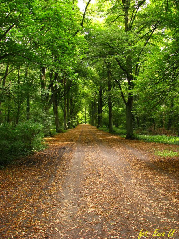 piękny park, ale widać ślady ścieżek charakterystycznych dla cmentarza