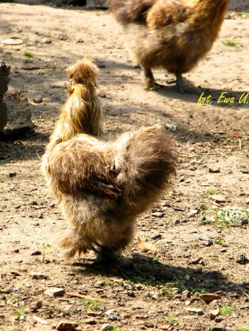 czy widzieliście kiedyś kury futerkowe ? :)