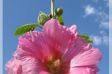 #MALWY #KWIATY #OGRÓD #LATO