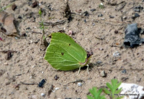 Listkowiec cytrynek (Gonepteryx rhamni)