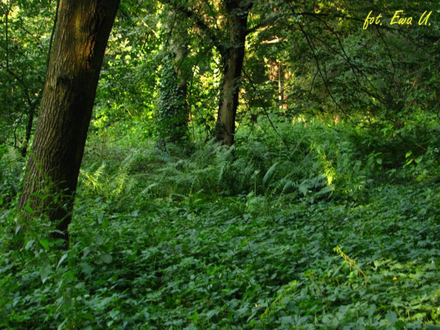 piękny park, ale widać ślady ścieżek charakterystycznych dla cmentarza