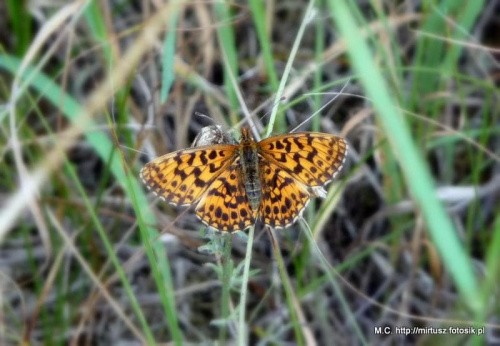 Dostojka niobe (Argynnis niobe)