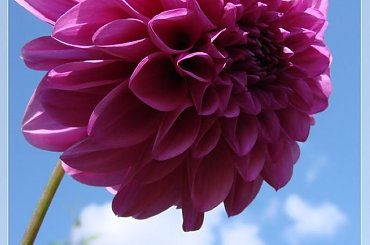 #DALIE #KWIATY #OGRÓD