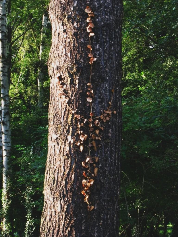 moje z Ewą wędrówki po bardzo smutnym miejscu...