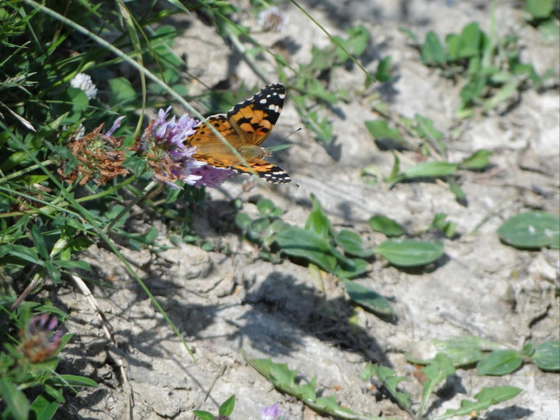 Motylkowe starania... #motyl #owad #łąka