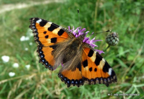 Rusałka pokrzywnik (Aglais urticae)