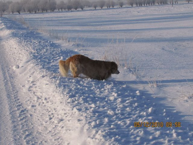 a Lady zdaje mi się chce włączyć się do polowania