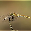 Szablak krwisty -samica___ (Sympetrum sanguineum) #SzablakKrwisty