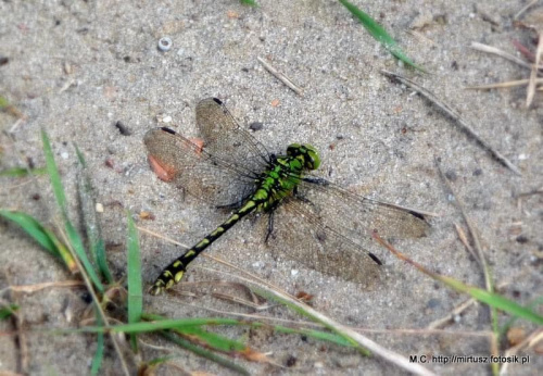 Trzepla zielona Ophiogomphus cecilia