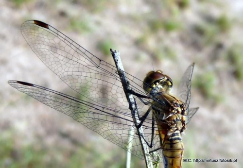 Szablak zwyczajny (Sympetrum vulgatum) samica