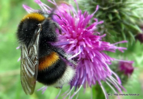 Trzmiel (łac. Bombus)